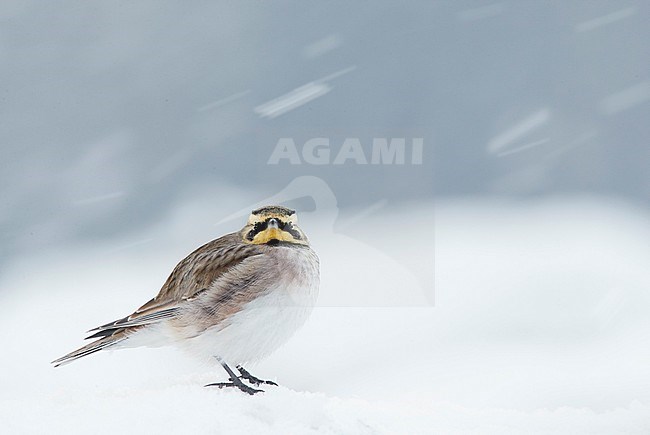 Shore Lark (Eremophila alpestris) Vantaa Finland February 2018 stock-image by Agami/Markus Varesvuo,