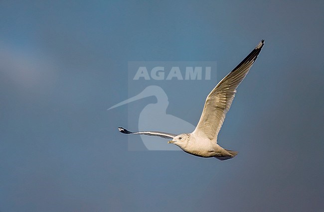 Common Gull (Larus canus) adult winter in flight stock-image by Agami/Marc Guyt,