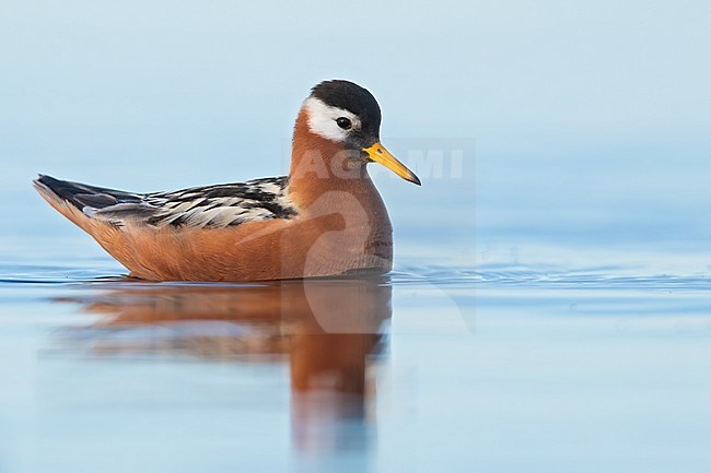 Female Red Phalarope (Phalaropus fulicarius) in breeding plumage on the arctic tundra near Barrow in northern Alaska, United States. stock-image by Agami/Dubi Shapiro,