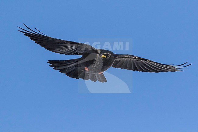 Alpine Chough (Pyrrhocorax graculus) flying aginst blue sky in swiss Alps. stock-image by Agami/Marcel Burkhardt,