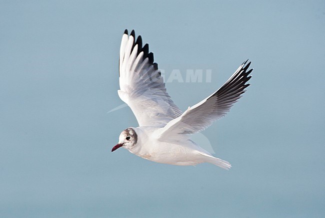 Kokmeeuw, Common Black-headed Gull, Croicocephalus ridibundus stock-image by Agami/Marc Guyt,