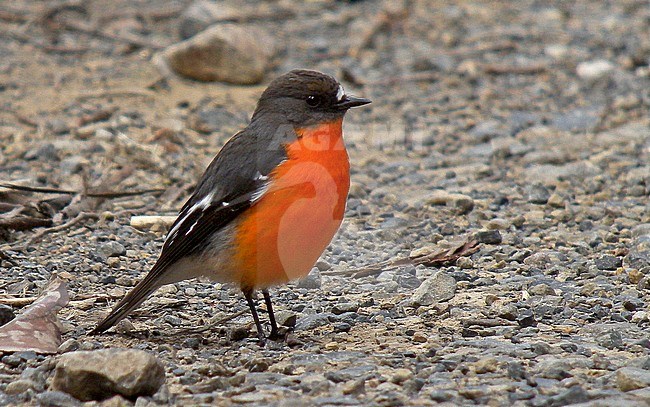 The flame robin (Petroica phoenicea) is found in temperate regions of southeastern Australia and all over Tasmania, although it is less common in the southwest and west. In Victoria, it is more common in uplands. stock-image by Agami/Pete Morris,