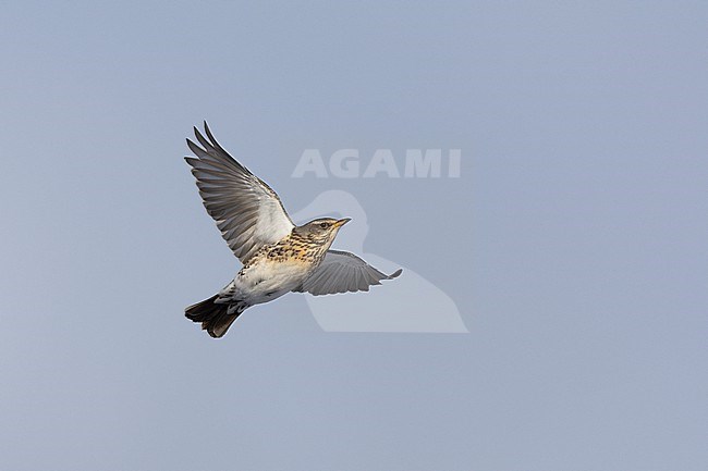 Fieldfare (Turdus pilaris) in flight at Rudersdal, Denmark stock-image by Agami/Helge Sorensen,