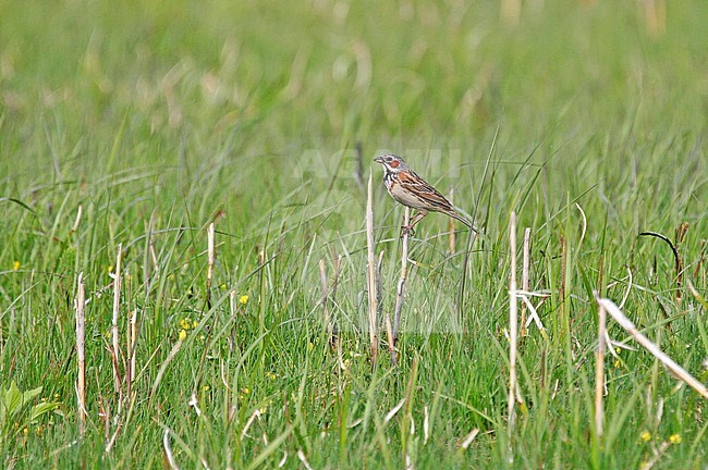 Grijskopgors, Chestnut-eared Bunting, Emberiza fucata stock-image by Agami/Pete Morris,