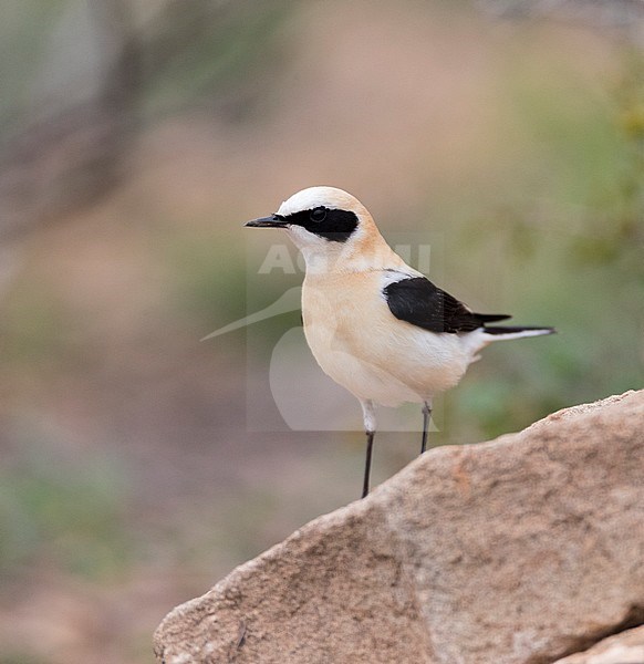 Adult male Western Black-eared Wheatear (Oenanthe hispanica) stock-image by Agami/Marc Guyt,
