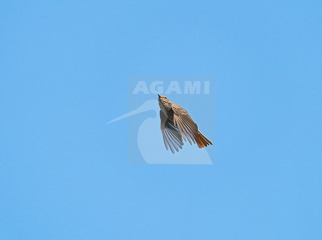 Black Redstart (Phoenicurus ochruros) flying, migrating high in the blue sky showing underside stock-image by Agami/Ran Schols,