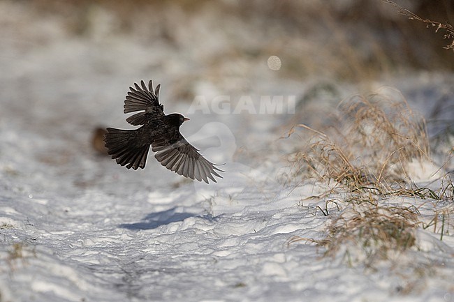 First-winter male Common Blackbird (Turdus merula) taking off from snow at Rudersdal, Denmark stock-image by Agami/Helge Sorensen,