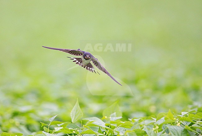Adult Barn Swallow (Hirundo rustica) in flight, hovering low above crop looking for insects. stock-image by Agami/Ran Schols,
