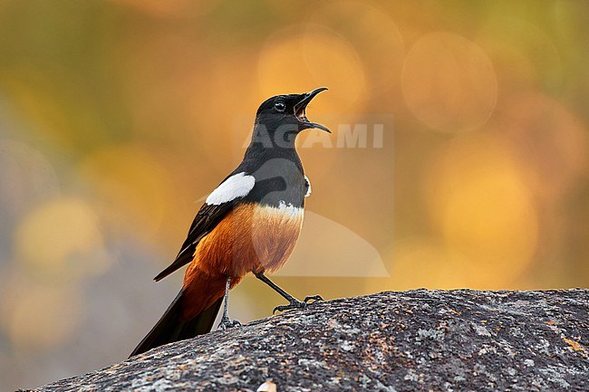 Singing male Mocking Cliff Chat (Thamnolaea cinnamomeiventris) perched on a rock against a colorful natural background, Zimbabwe stock-image by Agami/Tomas Grim,