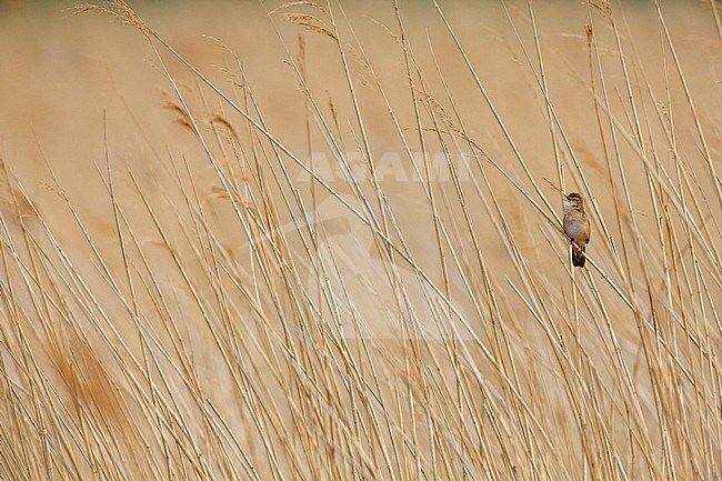 Snor; Savi's Warbler; stock-image by Agami/Chris van Rijswijk,