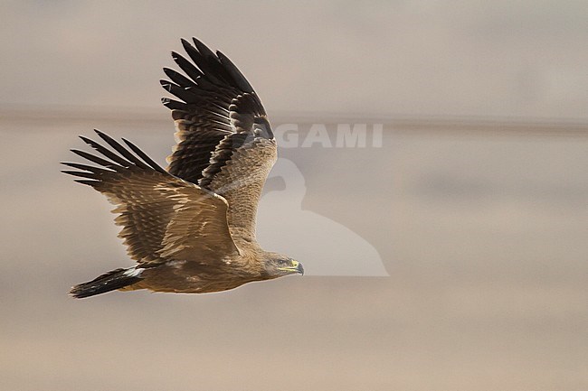 Steppe Eagle - Steppenadler - Aquila nipalensis, Oman, 2nd cy stock-image by Agami/Ralph Martin,