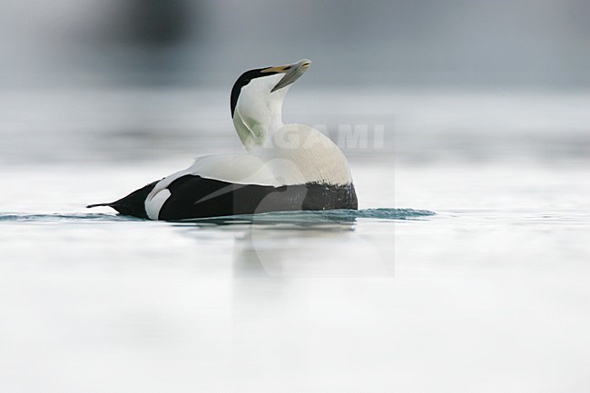 Roepend mannetje Eider; Calling male Common Eider stock-image by Agami/Menno van Duijn,