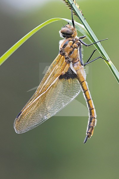 Vrouwtje Tweevlek, Female Epitheca bimaculata stock-image by Agami/Wil Leurs,