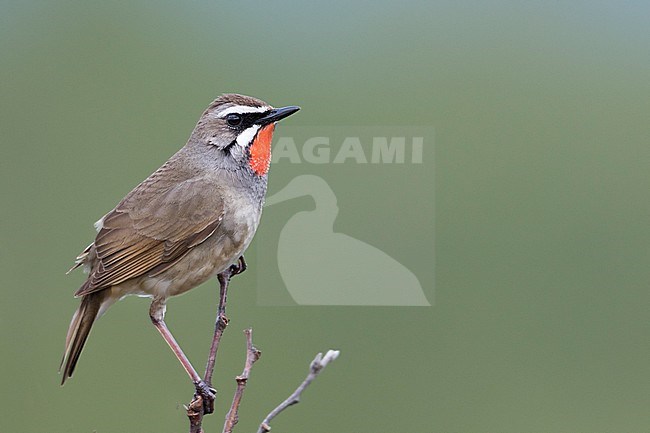 Siberian Rubythroat - Rubinkehlchen - Luscinia calliope, Russia (Ural), adult male stock-image by Agami/Ralph Martin,