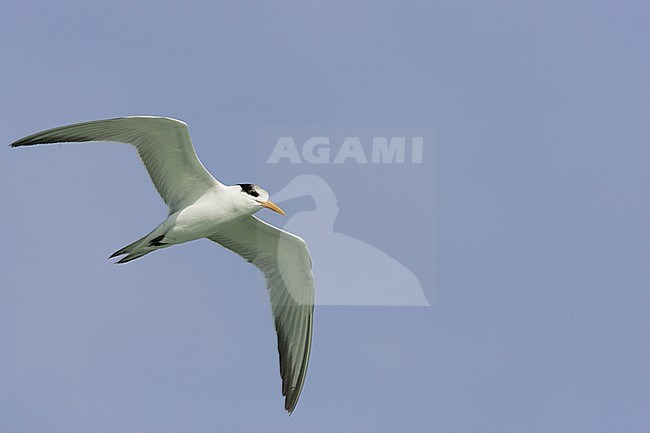 Lesser Crested Tern, Bengaalse Stern, Thalasseus bengalensis stock-image by Agami/Arie Ouwerkerk,