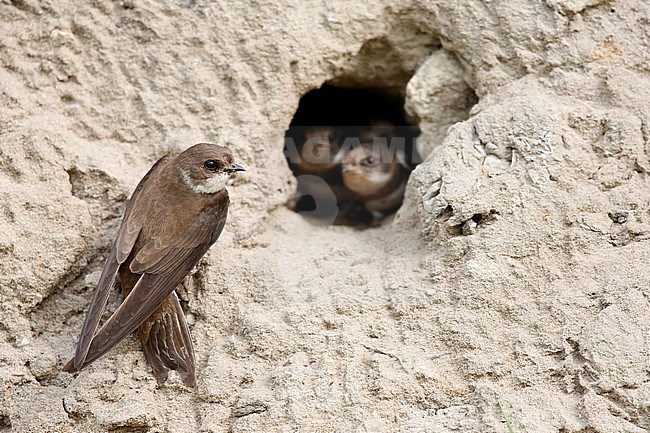 oeverzwaluw bij nest; nesting sand martins stock-image by Agami/Chris van Rijswijk,