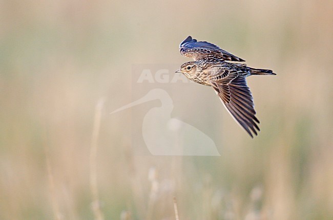 Vliegende territoriale Veldleeuwerik boven weiland;Flying Skylark above meadow stock-image by Agami/Ran Schols,
