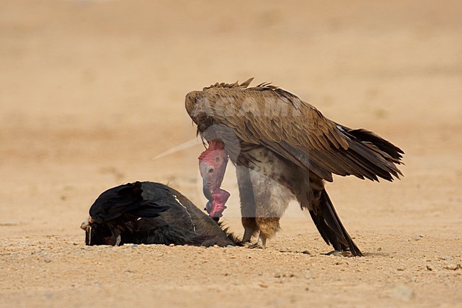 Volwassen Oorgier etend van kadaver; Adult Lappet-faced Vulture eating from dead animal stock-image by Agami/Daniele Occhiato,