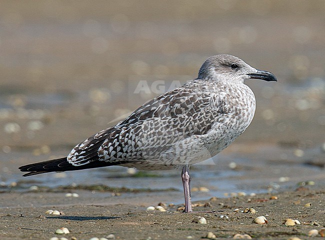 First-winter Lesser Black-backed Gull (Larus fuscus) standing on a beach in Portugal. stock-image by Agami/Arnold Meijer,