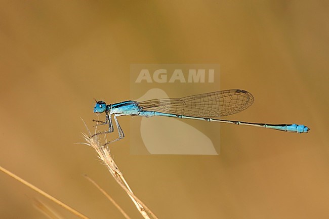 Mannetje Azuragrion vansomereni, Male Tiny Bluet stock-image by Agami/Wil Leurs,