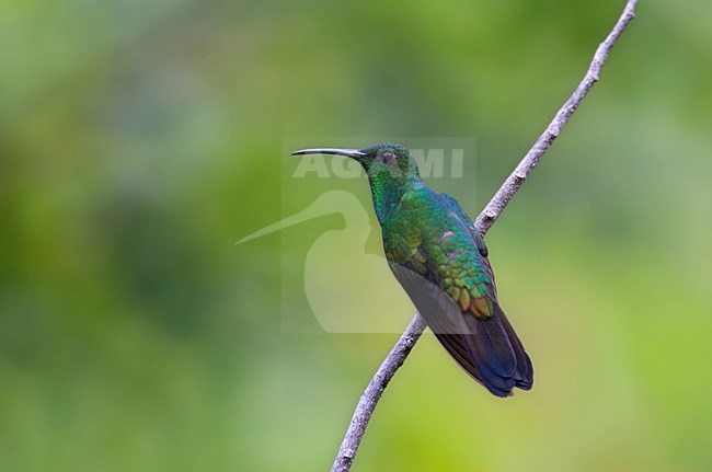 Buffons Pluimkolibrie, White-vented Plumeleteer, Chalybura buffonii stock-image by Agami/Marc Guyt,