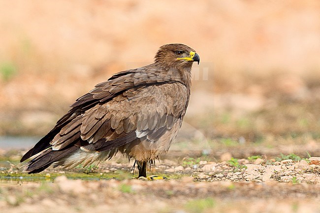 Steppe Eagle, immature standing on the ground, Salalah, Dhofar, Oman (Aquila nipalensis) stock-image by Agami/Saverio Gatto,