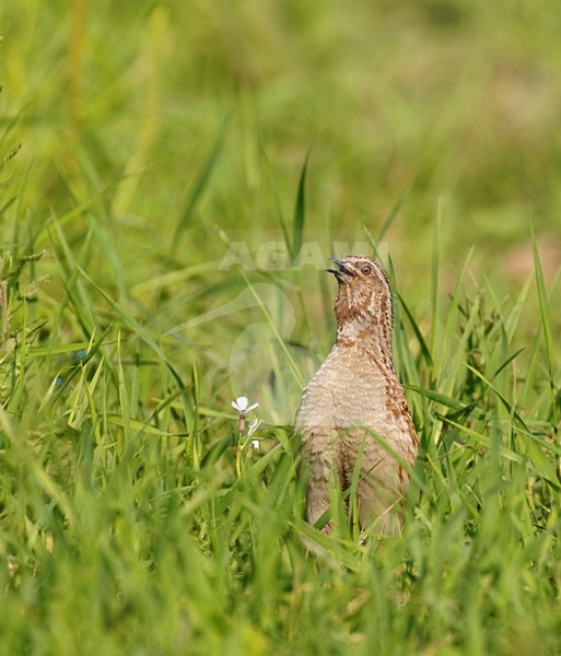 Roepende Kwartel; Calling Common Quail stock-image by Agami/Hans Gebuis,