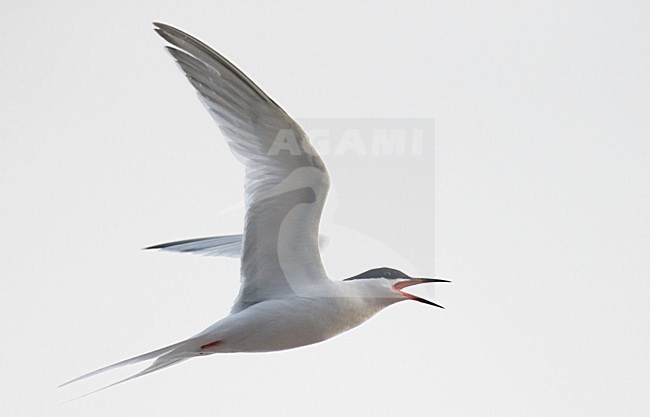 Dougalls Stern in vlucht, Roseate Tern in flight stock-image by Agami/Markus Varesvuo,