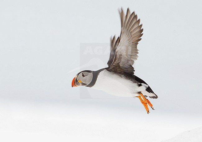 Papegaaiduker vliegend, Atlantic Puffin flying stock-image by Agami/Danny Green,