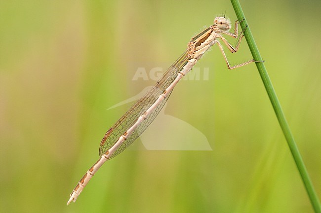 Mannetje Bruine winterjuffer, Male Sympecma fusca stock-image by Agami/Wil Leurs,