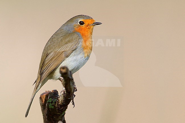 European Robin, perched on a branch, Campania, Italy (Erithacus rubecula) stock-image by Agami/Saverio Gatto,