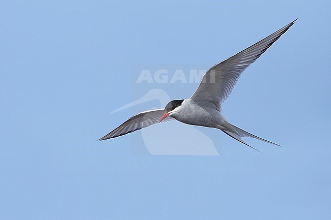 Adult breeding Arctic Tern (Sterna paradisaea) flying over the tundra of Churchill, Manitoba, Canada. With blue sky as a background. stock-image by Agami/Brian E Small,