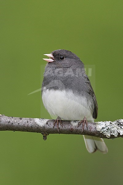 Adult male
Anchorage, AK 
May 2009 stock-image by Agami/Brian E Small,