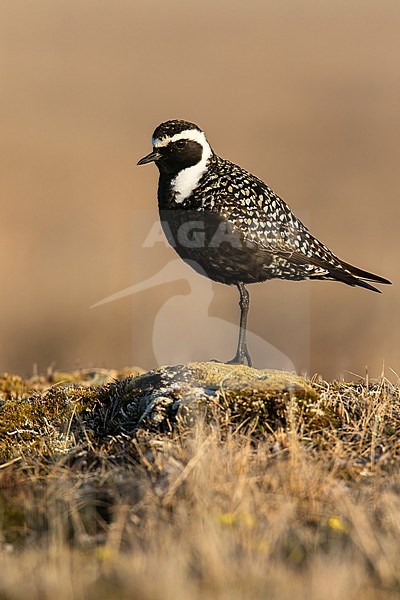 American Golden Plover (Pluvialis dominica) on the arctic tundra near Barrow in northern Alaska, United States. Adult male in breeding plumage. stock-image by Agami/Dubi Shapiro,