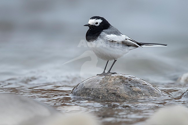 Masked wagtail, masked white wagtail (Motacilla personata, Motacilla alba personata), male sitting on a stone in the Indus River, side view, India, Ladakh, India. stock-image by Agami/Vincent Legrand,