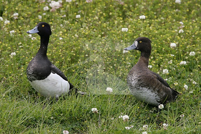 Paartje Kuifeenden; Pair of Tufted Ducks stock-image by Agami/Ran Schols,