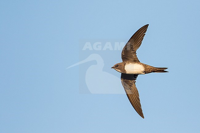 Alpine Swift - Alpensegler - Tachymarptis melba ssp. melba, Germany, adult stock-image by Agami/Ralph Martin,