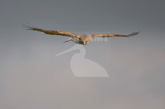 Short-toed Eagle flying; Slangenarend vliegend stock-image by Agami/Daniele Occhiato,