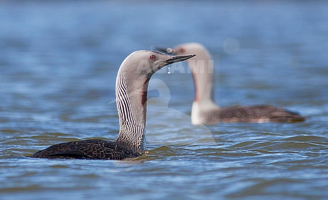 Red-throated Loon - Sterntaucher - Gavia stellata, Iceland, adult breeding stock-image by Agami/Ralph Martin,