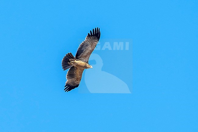 Fresh juvenile Spanish Imperial Eagle flying over Sierra Morena, Spain. February 2010. stock-image by Agami/Vincent Legrand,