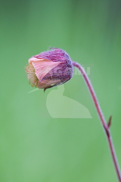 Knikkend nagelkruid; Water avens stock-image by Agami/Arnold Meijer,