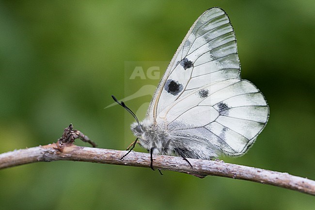 Clouded Apollo (Parnassius mnemosyne) in Kyrgyzstan. It inhabits meadows and woodland clearings with plenty of flowering plants, both in the lowlands and in the mountains. stock-image by Agami/Ralph Martin,