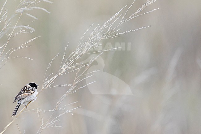 Pallas's Bunting - Pallasammer - Emberiza pallasi ssp. pallasi, adult male stock-image by Agami/Ralph Martin,