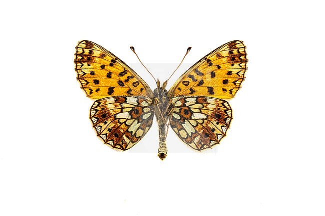 Small Pearl Bordered Fritillary; Zilveren maan; Boloria selene stock-image by Agami/Wil Leurs,