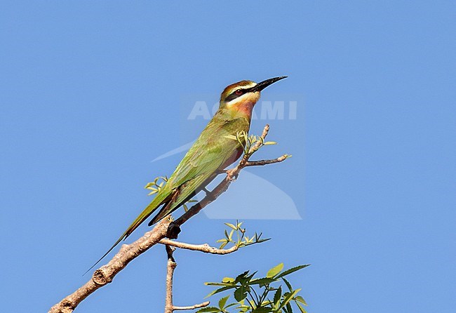 Madagascar bee-eater (Merops superciliosus) perched on a branch against a blue sky as a background. stock-image by Agami/Laurens Steijn,