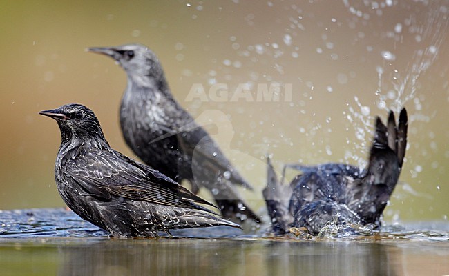 Badderende Zwarte Spreeuwen; Spotless Starlings bathing stock-image by Agami/Markus Varesvuo,