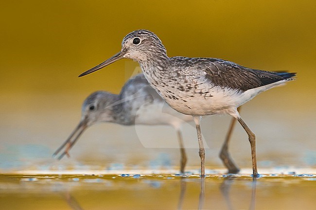 Two Common Greenshanks (Tringa nebularia) standing in shallow freshwater pool during early autumn migration in Italy. stock-image by Agami/Daniele Occhiato,