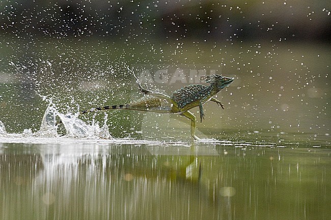 Groene Basilisk rennend over water; Green Basilisk running over water stock-image by Agami/Bence Mate,