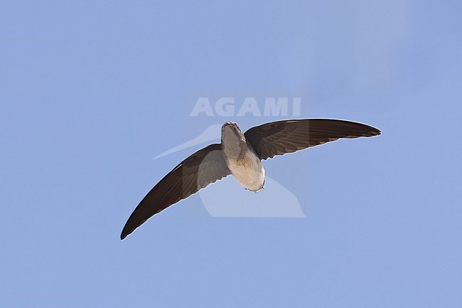 Bat-like Spinetail (Neafrapus boehmi) in flight in Tanzania. stock-image by Agami/Dubi Shapiro,