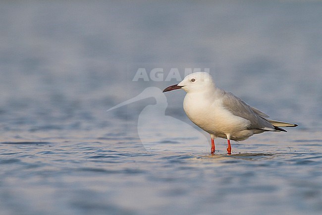 Slender-billed Gull - Dünnschnabelmöwe - Larus genei, Oman stock-image by Agami/Ralph Martin,